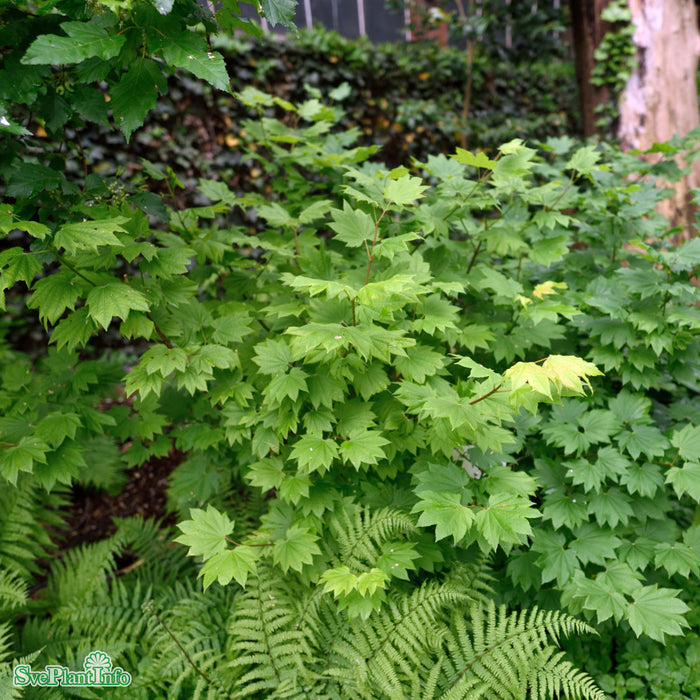 Acer circinatum Solitär Kl 150-175cm