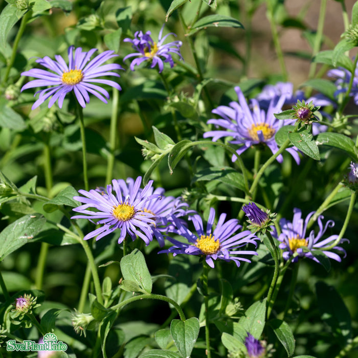 Aster frikartii 'Mönch' A-kval