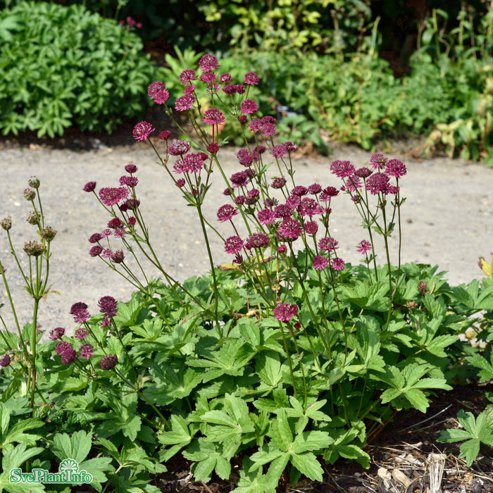 Astrantia major 'Claret' A-kval