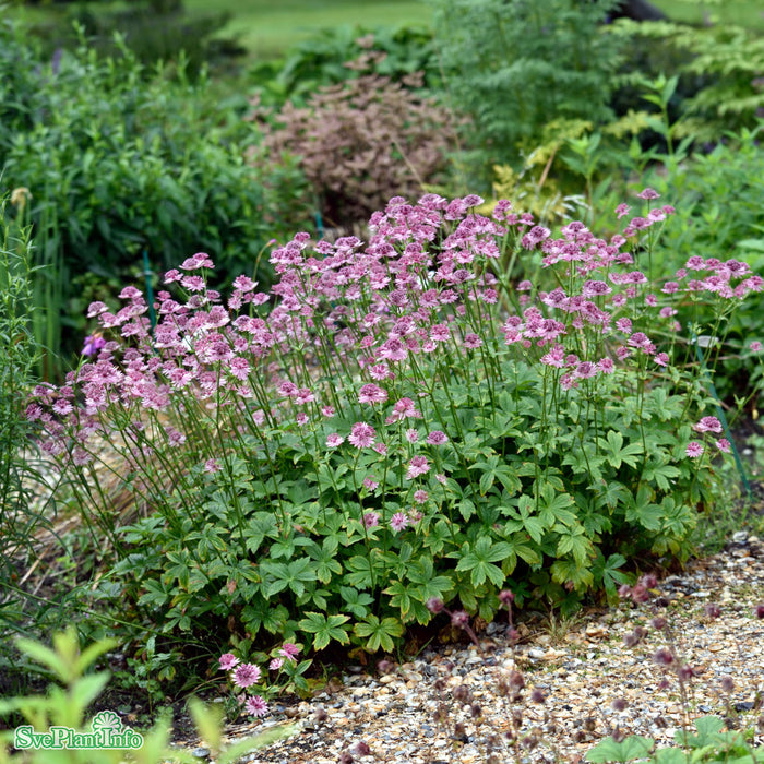 Astrantia major 'Roma'