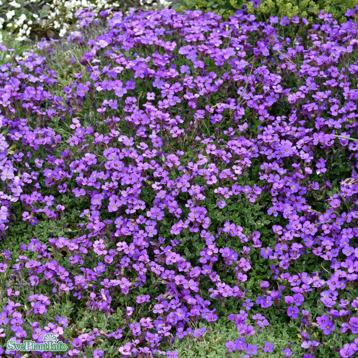 Aubrieta cultorum 'Blaumeise' A-kval