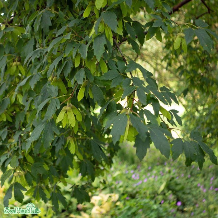 Acer griseum Solitär Kl 175-200cm