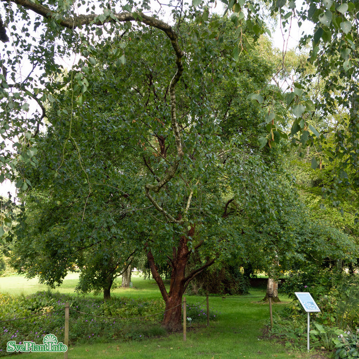 Acer griseum Solitär Kl 200-250cm