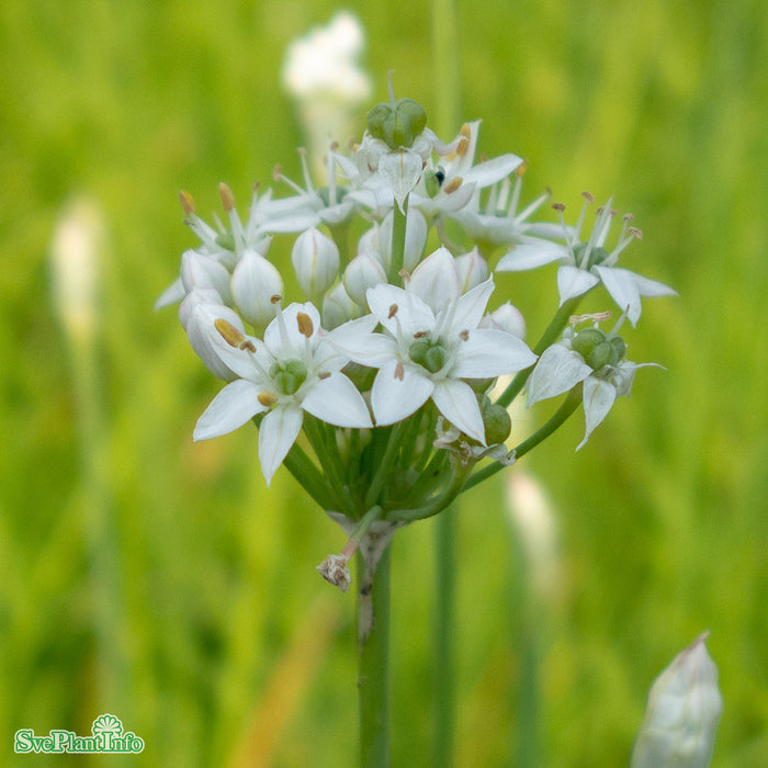 Allium tuberosum A-kval