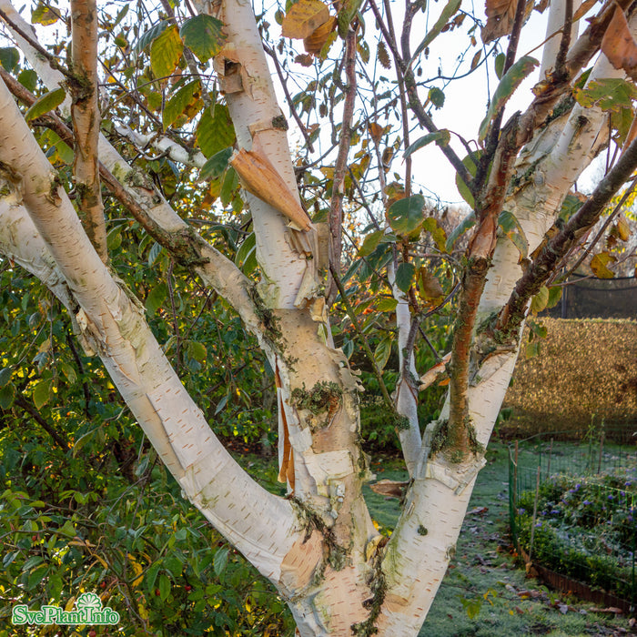 Betula utilis subsp. jacquemontii Solitär C12 125-150cm