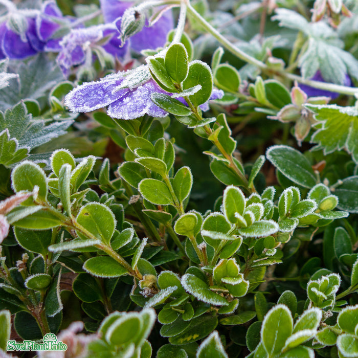 Buxus microphylla 'Faulkner' Klotform C 60-70cm