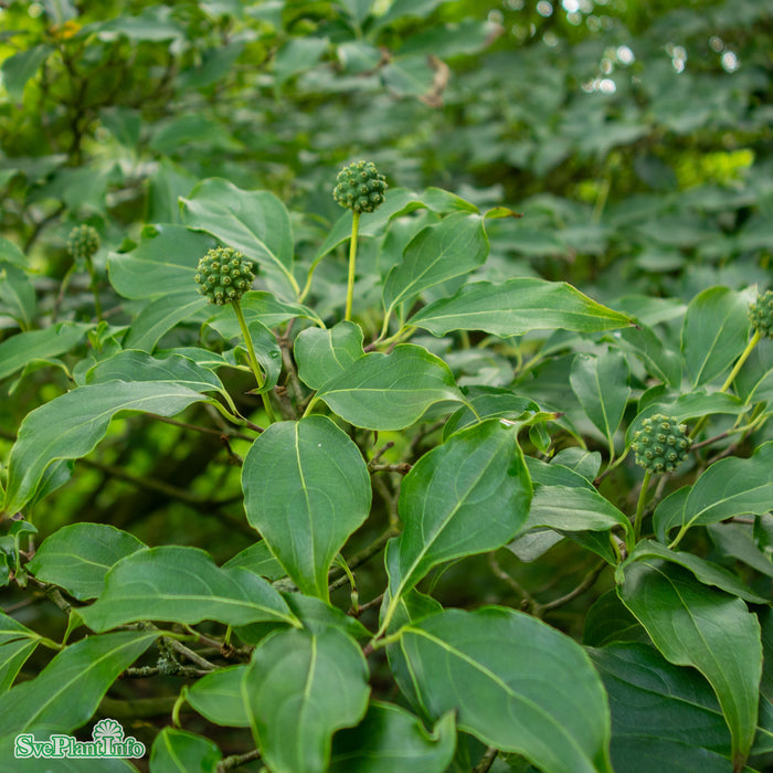 Cornus kousa 'Weisse Fontäne' Solitär C20 175-200cm