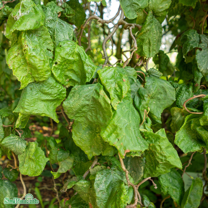 Corylus avellana 'Contorta' Solitär C65 125-150cm