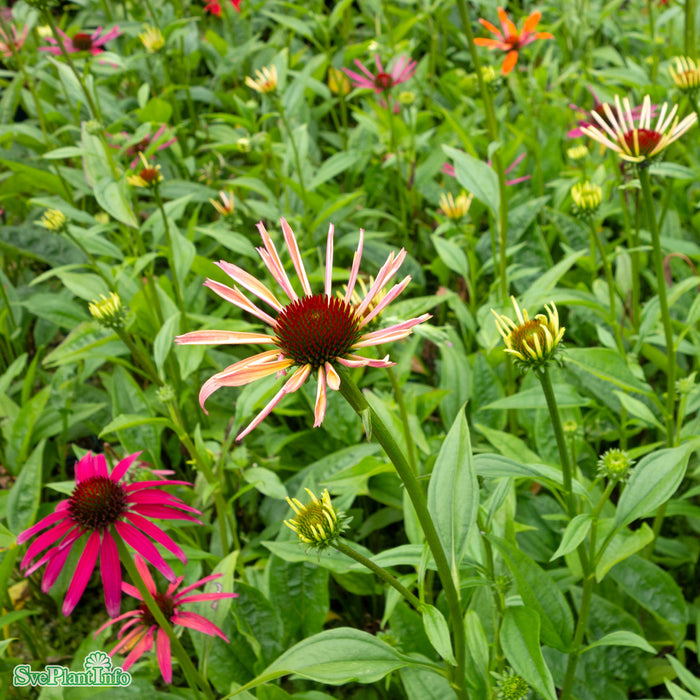 Echinacea 'Hot Summer' A-kval
