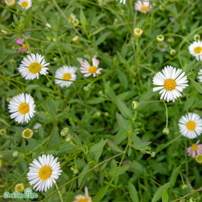 Erigeron karvinskianus A-kval C3