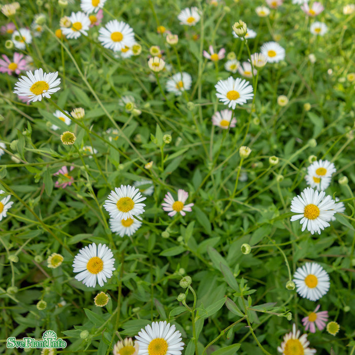 Erigeron karvinskianus A-kval C3