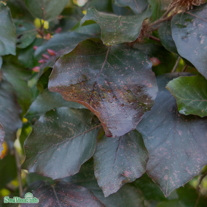 Fagus sylvatica purpurea 'Sämlinge' Klotform Kl 60-70cm