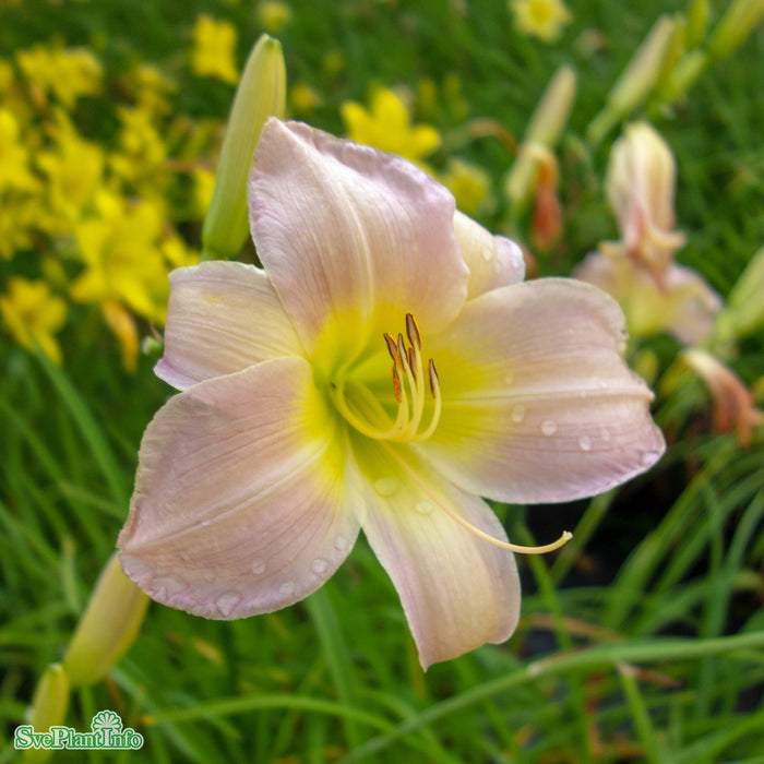 Hemerocallis 'Catherine Woodbery' A-kval