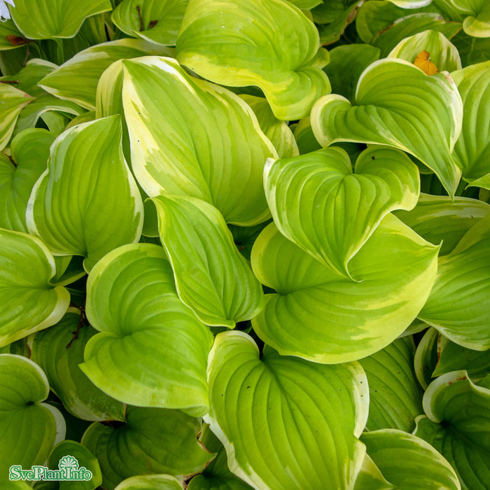 Hosta 'Fragrant Bouqet' A-kval C5
