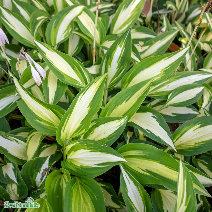 Hosta 'Night Before Christmas' A-kval