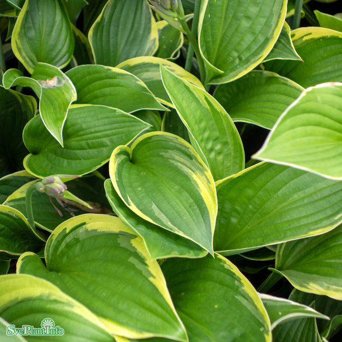Hosta (Fortunei) 'Aureomarginata' A-Kval C2,8