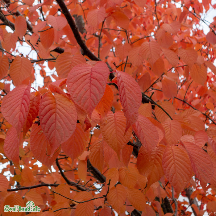 Prunus sargentii Ungträd C20 200-250cm