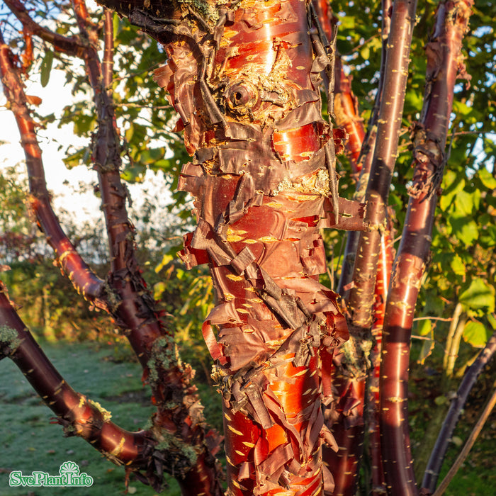 Prunus serrula Solitär C180 300-350cm