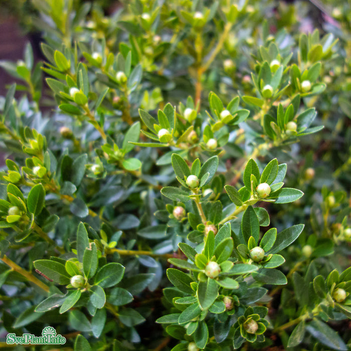 Rhododendron 'Bloombux Pink' C5 Klot