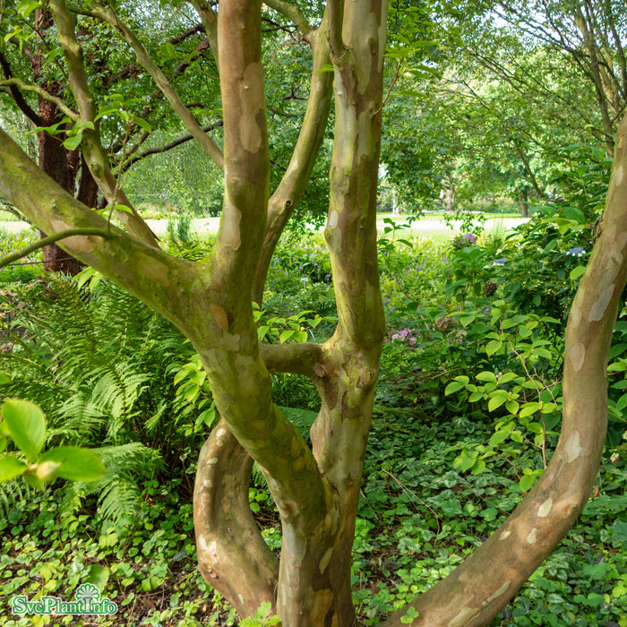 Stewartia pseudocamellia 175-200cm