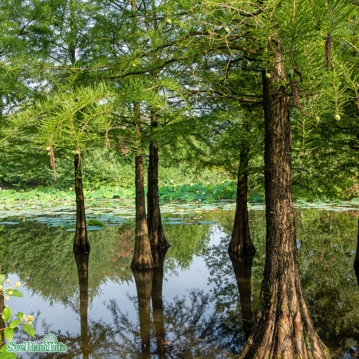 Taxodium distichum Solitär Kl 175-200cm