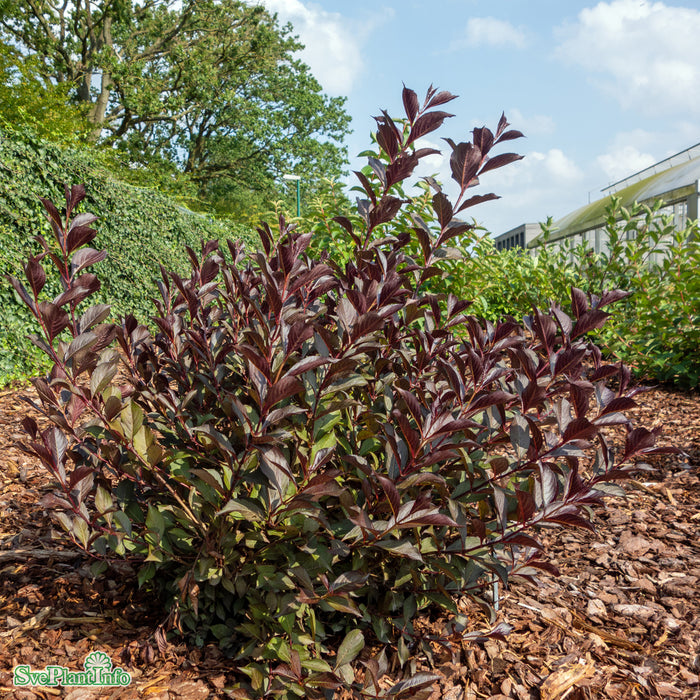 Weigela florida 'Alexandra' Busk C4,6