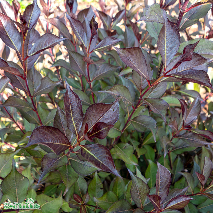 Weigela florida 'Alexandra' Busk C4,6