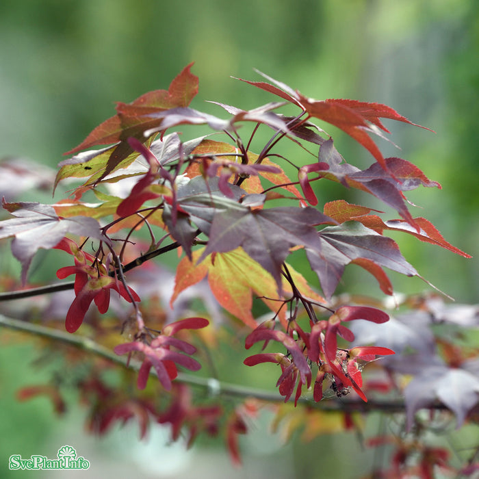 Acer palmatum 'Atropurpureum' C15 100-125cm