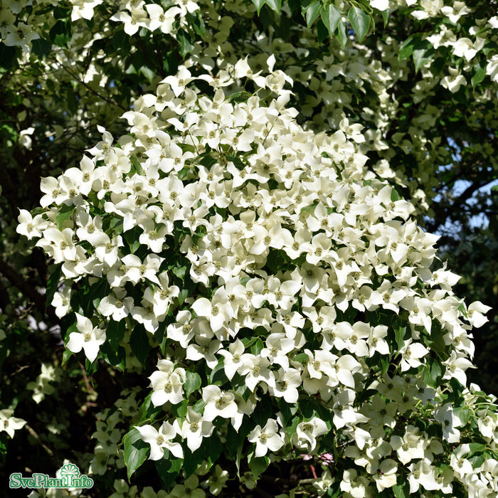 Cornus kousa var. chinensis 'China Girl' C18 XXL 125-150cm