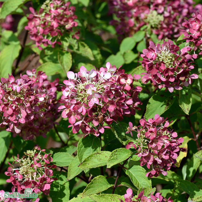 Hydrangea paniculata 'Diamond Rouge' Busk C5