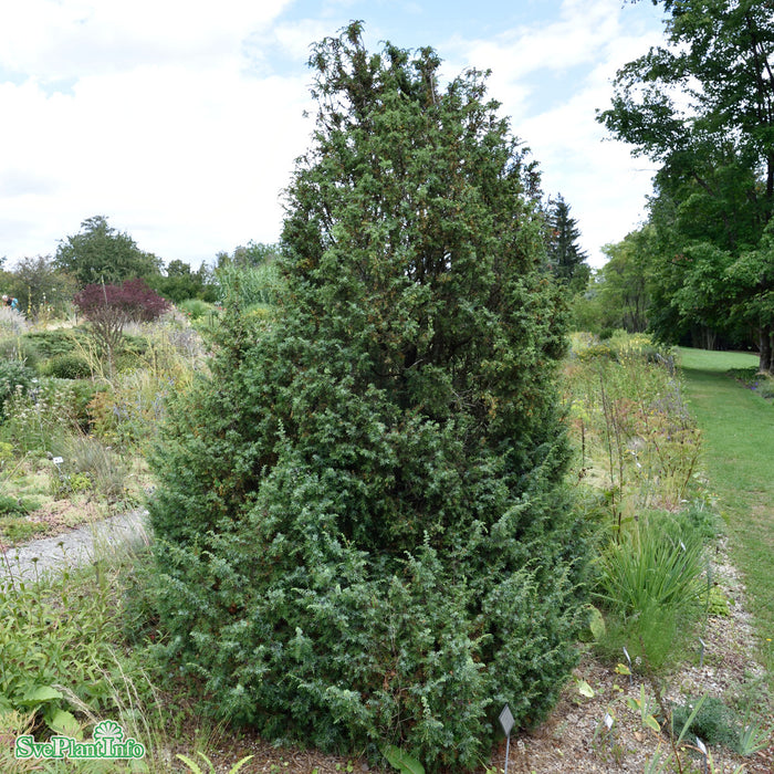 Juniperus communis 'Meyer' Solitär 125-150cm