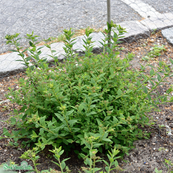Spiraea japonica 'Little Princess' Busk C2,8 30-40cm