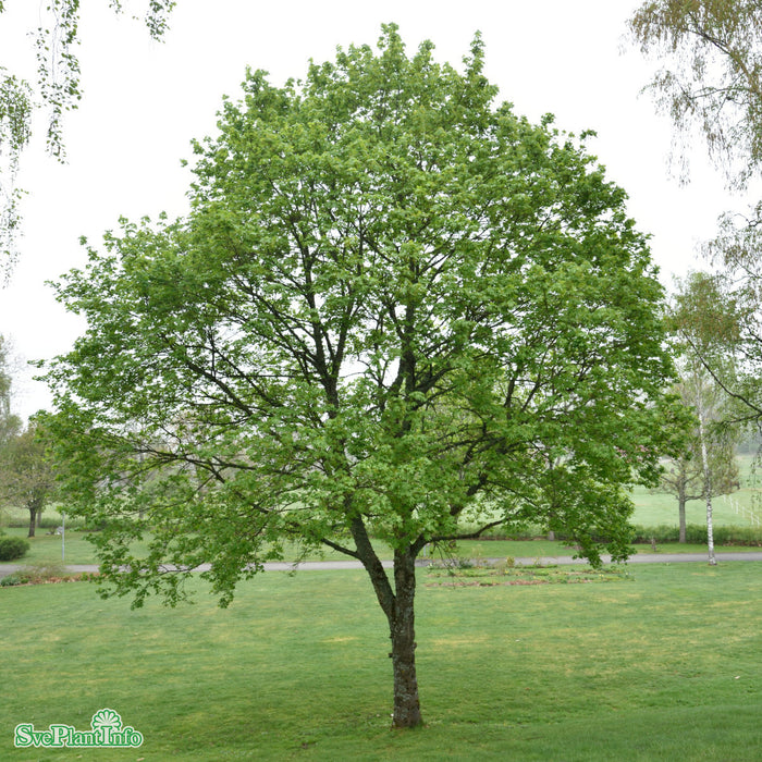 Acer platanoides Högstam Kl So 12-14