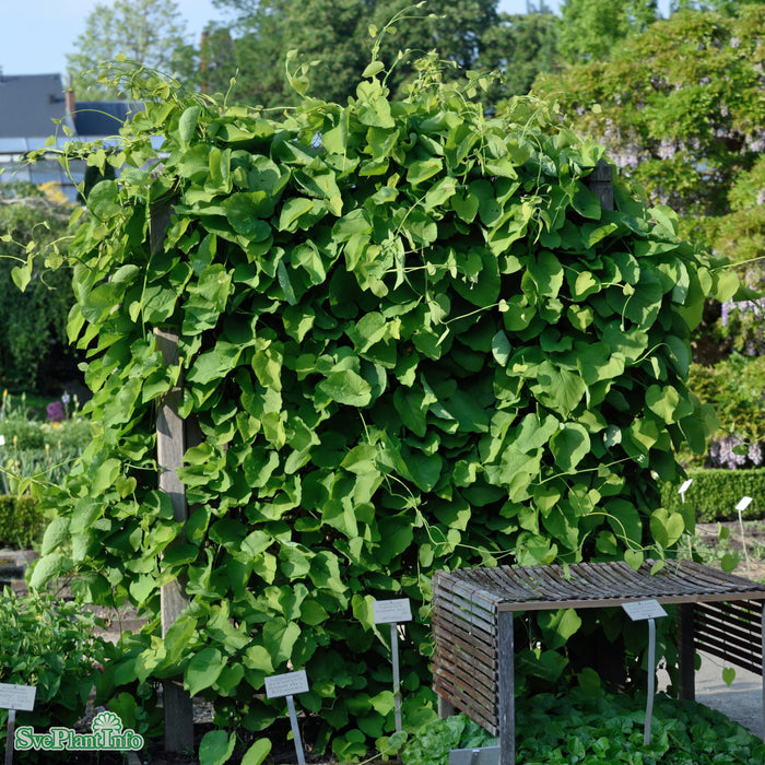 Aristolochia macrophylla 80-100 cm C2