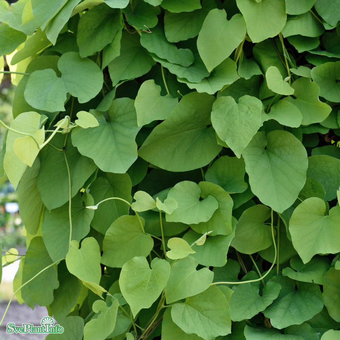 Aristolochia macrophylla A-Kval C2