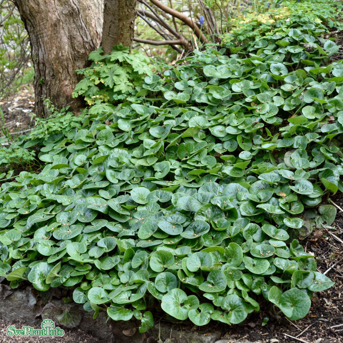 Asarum europaeum A-kval