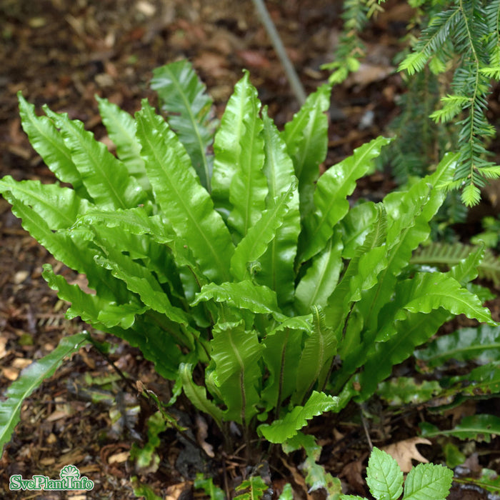 Asplenium scolopendrium A-kval