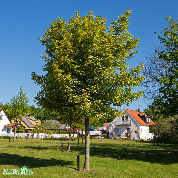 Acer platanoides 'Drummondii' Solitär C80 250-300cm