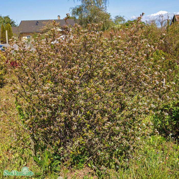 Aronia melanocarpa 'Autumn Magic' C3,5