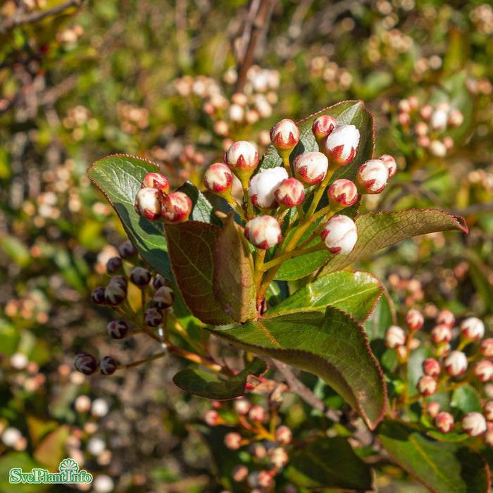 Aronia melanocarpa 'Autumn Magic' C4,5 40-60cm