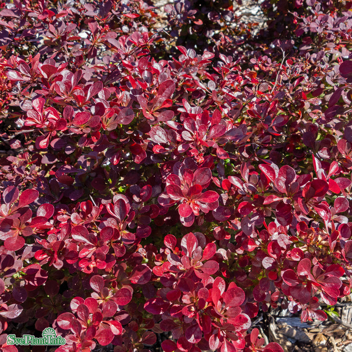 Berberis thunbergii 'Atropurpurea' Klotform Kl 70-80cm