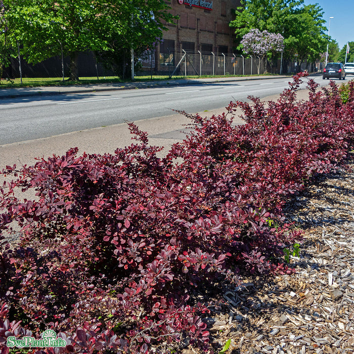 Berberis thunbergii 'Atropurpurea' Klotform Kl 70-80cm