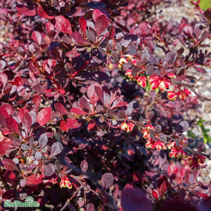 Berberis thunbergii 'Atropurpurea' Klotform Kl 70-80cm