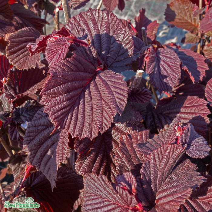 Corylus 'Rote Zellernuss' Solitär C20 175-200cm