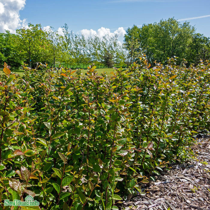 Cotoneaster lucidus Busk C3,5