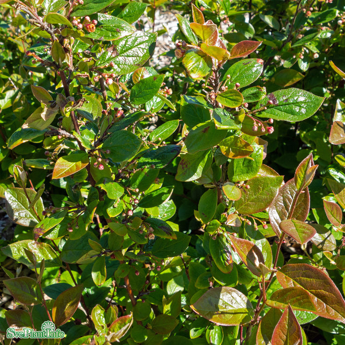 Cotoneaster lucidus Busk C3,5