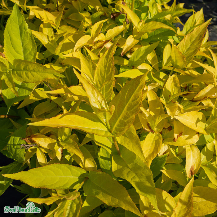 Diervilla rivularis 'Honeybee' Busk C5 40-60cm