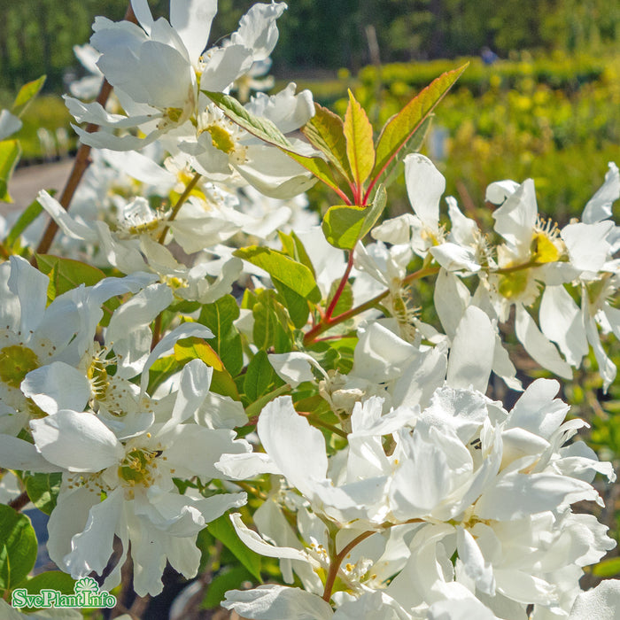 Exochorda macrantha 'Lotus Moon' C4,5