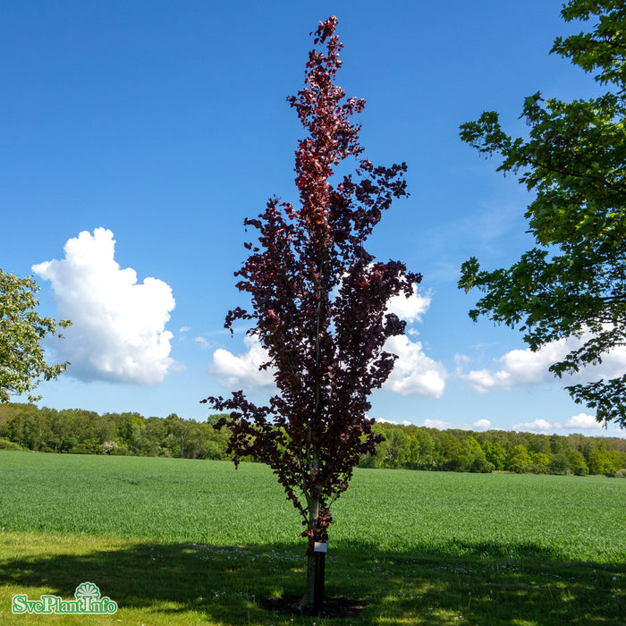 Fagus sylvatica 'Dawyck Purple' C15 175-200cm