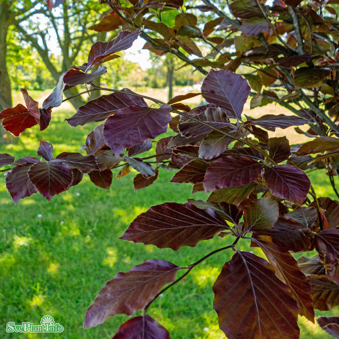 Fagus sylvatica 'Dawyck Purple' C15 175-200cm